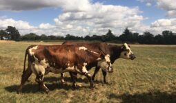 des vaches normandes sur une prairie sèche