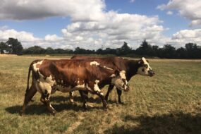 des vaches normandes sur une prairie sèche