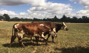 des vaches normandes sur une prairie sèche