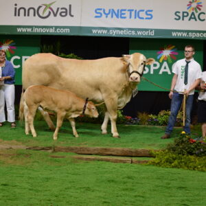 Une vache et son veau