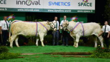 Des Charolais et des éleveurs sur un podium