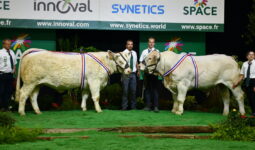 Des Charolais et des éleveurs sur un podium