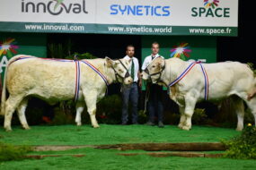 Des Charolais et des éleveurs sur un podium