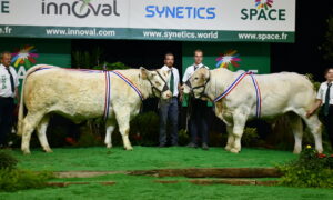 Des Charolais et des éleveurs sur un podium