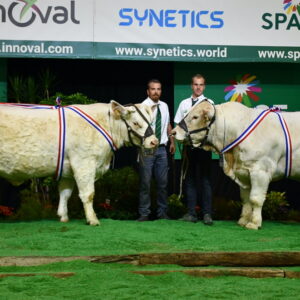 Des Charolais et des éleveurs sur un podium