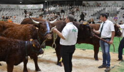 Des vaches Salers