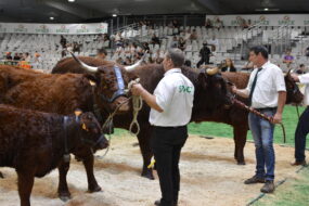 Des vaches Salers