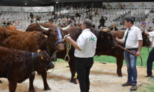 Des vaches Salers