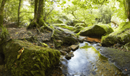 Une rivière à Huelgoat