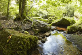 Une rivière à Huelgoat
