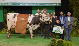 Une vache avec des personnes
