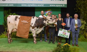 Une vache avec des personnes