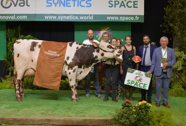 Une vache avec des personnes
