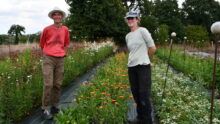 Deux femmes sur une parcelle de fleurs