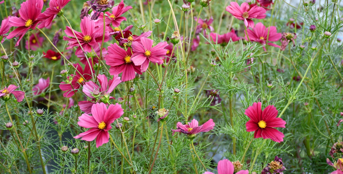 Élégants cosmos aux pétales rose vif.