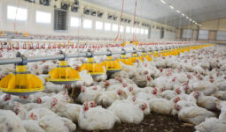 L'intérieur d'un bâtiment d'élevage de volaille avec des poulets de chair