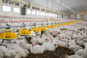 L'intérieur d'un bâtiment d'élevage de volaille avec des poulets de chair