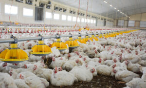 L'intérieur d'un bâtiment d'élevage de volaille avec des poulets de chair