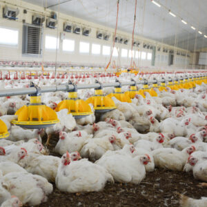L'intérieur d'un bâtiment d'élevage de volaille avec des poulets de chair