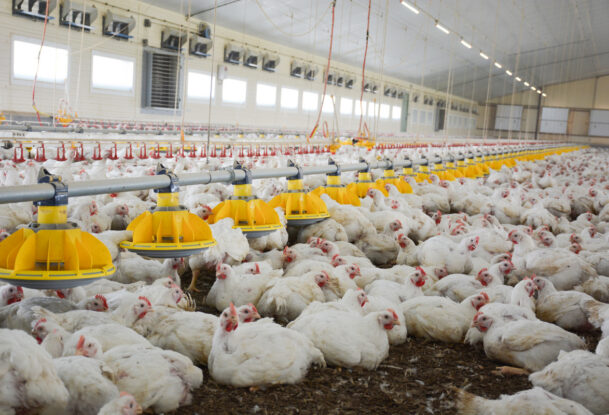 L'intérieur d'un bâtiment d'élevage de volaille avec des poulets de chair