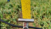 Test d'impact de pulvérisation agricole dans un champ
