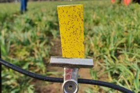 Test d'impact de pulvérisation agricole dans un champ