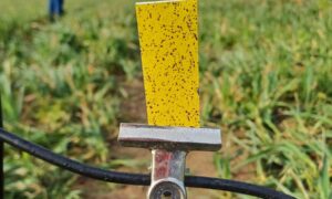 Test d'impact de pulvérisation agricole dans un champ