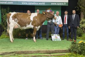 Une vache Pie Rouge avec un groupe de personnes posent sur le podium d'un concours bovin