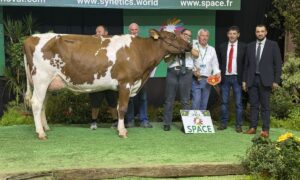 Une vache Pie Rouge avec un groupe de personnes posent sur le podium d'un concours bovin