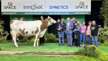 Une vache montbéliarde avec un groupe de personne posent sur le podium d'un concour bovin