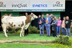 Une vache montbéliarde avec un groupe de personne posent sur le podium d'un concour bovin