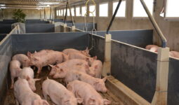 Des porc dans une case d'engraissement dans un bâtiment d'élevage