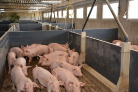 Des porc dans une case d'engraissement dans un bâtiment d'élevage