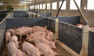Des porc dans une case d'engraissement dans un bâtiment d'élevage