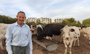 Un homme en pantalon et chemise pose devant des vaches sur une parcelle de nuit