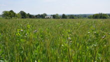 Un champ de méteil en mai avec de l'avoine triticale, des pois et de la féverole