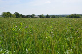 Un champ de méteil en mai avec de l'avoine triticale, des pois et de la féverole