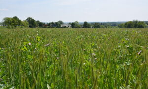 Un champ de méteil en mai avec de l'avoine triticale, des pois et de la féverole