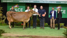 Une vache jersiaise avec un groupe de personnes posent sur le podium d'un concours bovin