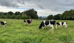 Des vaches dans une prairie
