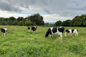 Des vaches dans une prairie