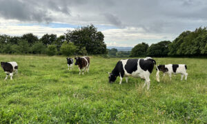 Des vaches dans une prairie