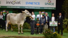 Une vache Brune avec un groupe de personnes posent sur le podium d'un concours bovin