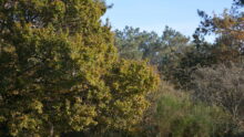 Une forêt
