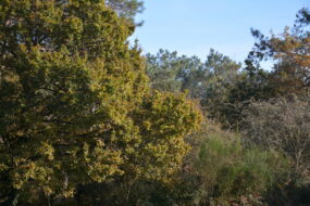 Une forêt