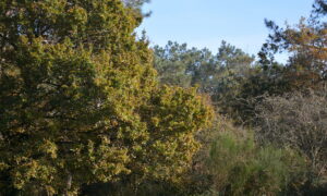 Une forêt