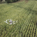 Un drone dans un champ de maïs