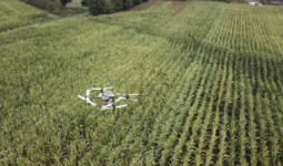 Un drone dans un champ de maïs