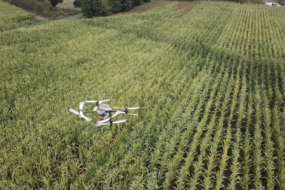 Un drone dans un champ de maïs