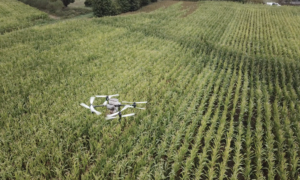 Un drone dans un champ de maïs